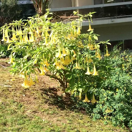 公寓 Au Soleil D'antibes