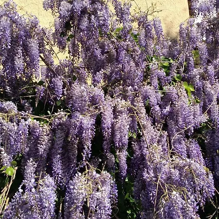 Au Soleil D'antibes *